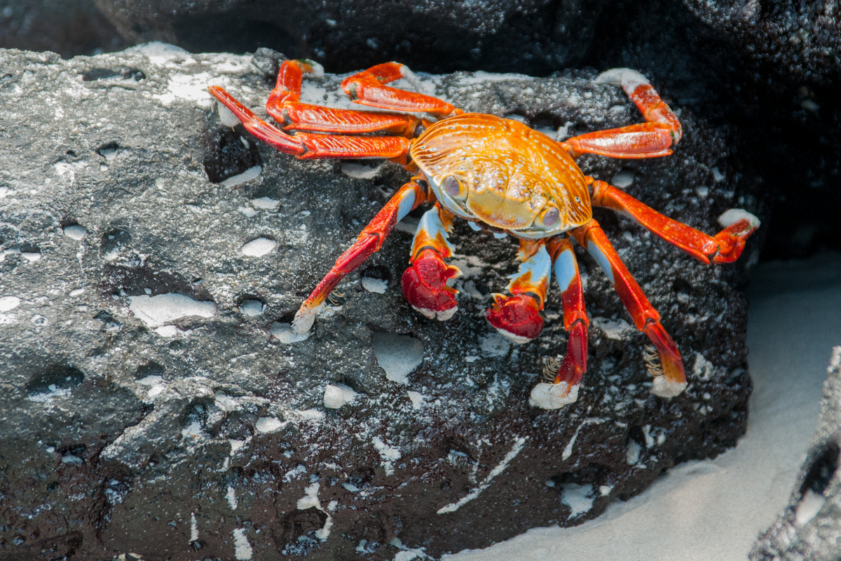 Puerto Ayora Galápagos - Sally Lightfoot Crab
